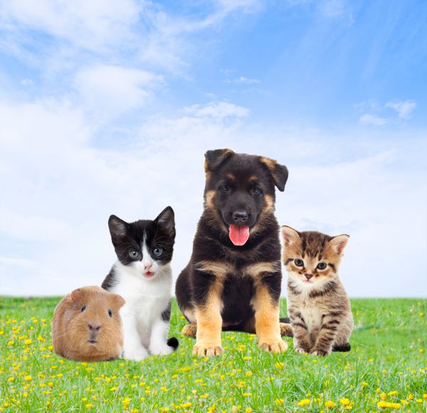 Logan Pets