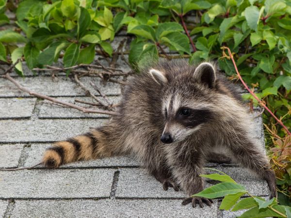 Logan Wildlife Removal