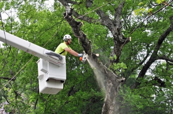 Logan Tree Trimming