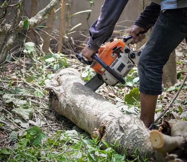 Logan Tree Removal